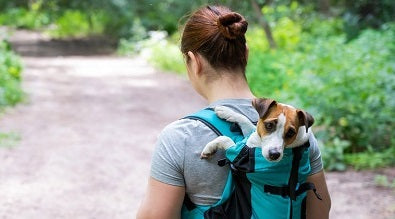 7 Ways Pet Parents Can Be Prepared For Emergencies