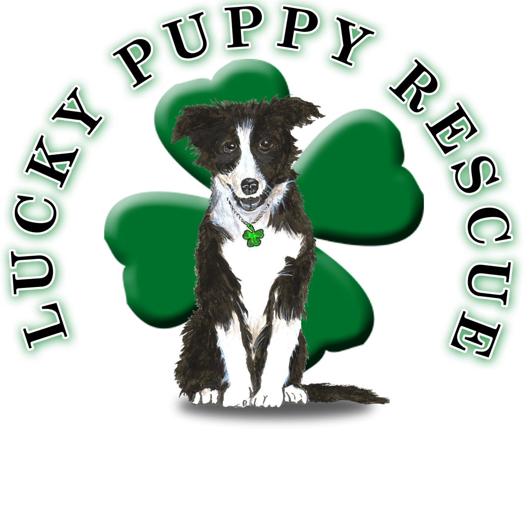 Lucky k9 store